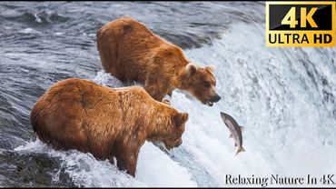 4K Winter Animals: Grizzly Bears Catching Salmon - Scenic Wildlife Film With African Music
