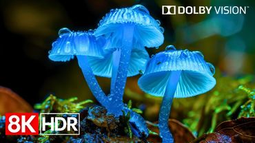 Breathtaking 8K HDR Dolby Vision Nature | 8K Video Ultra HD 60fps