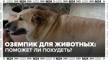 Оземпик для животных: поможет ли имплант похудеть котам и собакам — Москва 24