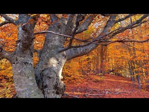 «Осенний шепот акварели»