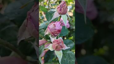 плетистая роза Индиголетта #сад #обзордачи