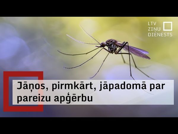 No odiem līdz čūskām. Drošība svētkos