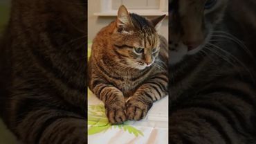 Как океан 🌊🏄😻🤣 #cat #кот #юмор #котушка #приколы #цитаты