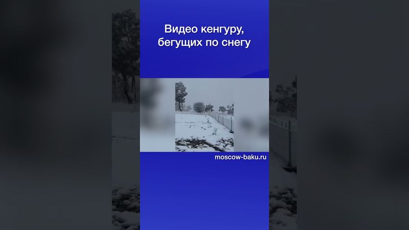 Видео кенгуру, бегущих по снегу