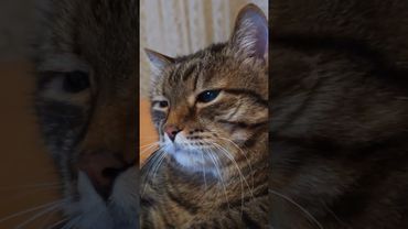 Труд 🙀🤔😉🤣 #cat #кот #юмор #котушка #приколы #цитаты