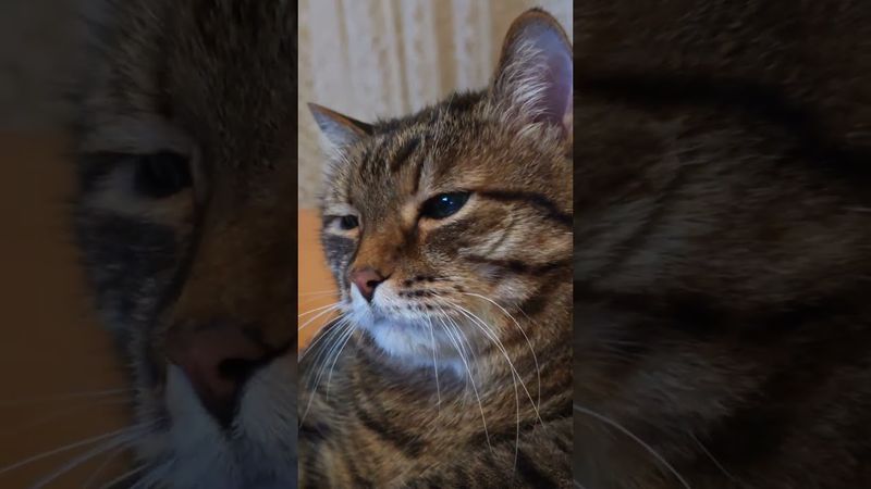 Труд 🙀🤔😉🤣 #cat #кот #юмор #котушка #приколы #цитаты