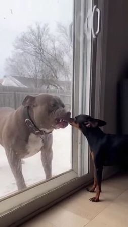Don't open the door, please. 🐶🤣#funnyanimals #dogs #pets #funnyvideo ...