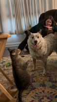 When a Cat  Meets a Dog — Unexpected vibes#dog #funny #cat #dogsoftik...