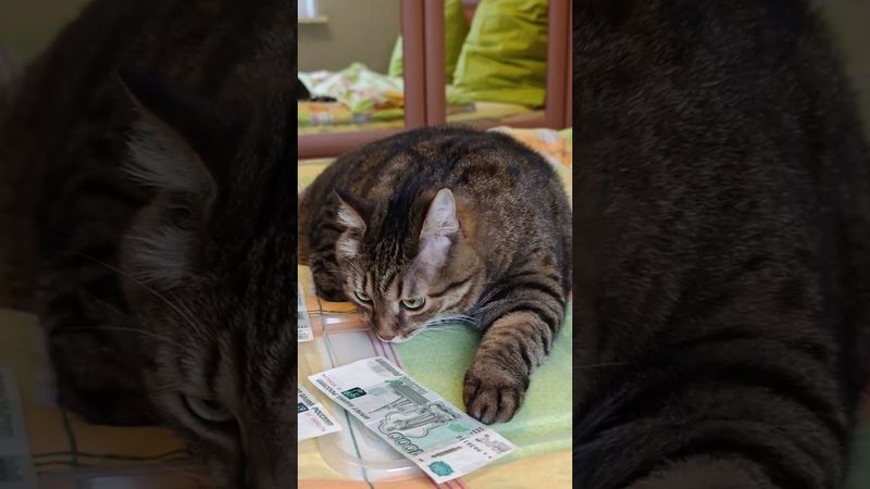 Лайфхак учащимися ☝️🙀😉🤣 #cat #кот #юмор #котушка #приколы #цитаты #смех