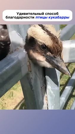 Удивительный способ благодарности птицы кукабарры#дикиеживотные #живо...