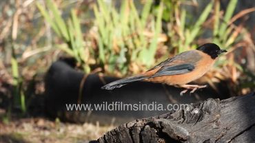 Black-crowned Jay & Rufous Sibia: 2 visitors to our wild Himalayan pear tree for fruit & insect fare