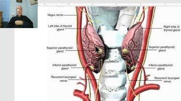 Anatomy of head and neck module in Arabic 64 (Parathyroid glands) , Dr. Wahdan