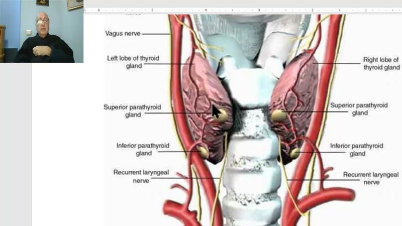 Anatomy of head and neck module in Arabic 64 (Parathyroid glands) , Dr. Wahdan