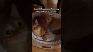 Я когда вижу своих кошек