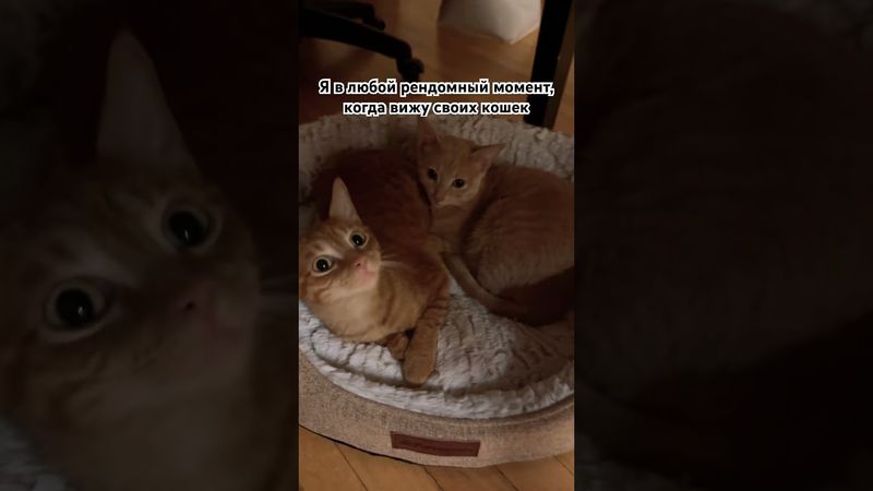 Я когда вижу своих кошек