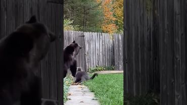sharp claws of a cat scare away a bear #cat #bear #wildlife #animals