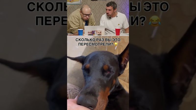 ВОТ ОН НАСТОЯЩИЙ КАЙФ #shorts #новости #юмор #шуточное #прикол #смешно #смех #ржач #смехсводой