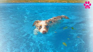 Голубоглазый мачо приехал из Испании 🇪🇸 Новая собака в нашем питомнике! Мини Аусси становится больше