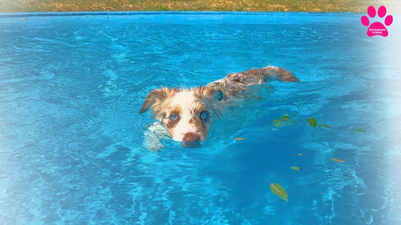 Голубоглазый мачо приехал из Испании 🇪🇸 Новая собака в нашем питомнике! Мини Аусси становится больше