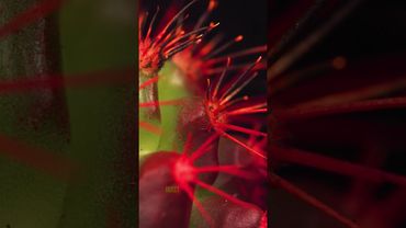 Burning a Cactus Close-up