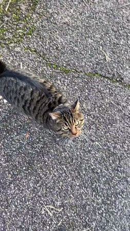 Cat scratching #cat #catsoftiktok #funny #pets #kitty #catlover #funn...