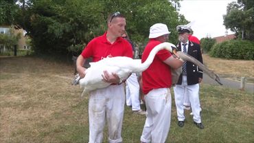 На Темзе подсчитывают лебедей короля Карла III