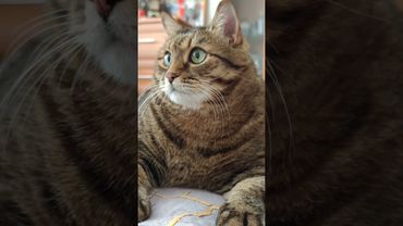 Нечего сказать 💃🙀🤔🤣#cat #кот #юмор #котушка #приколы #цитаты