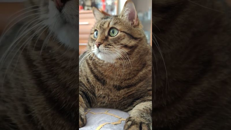 Нечего сказать 💃🙀🤔🤣#cat #кот #юмор #котушка #приколы #цитаты