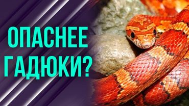 Укус этой змеи якобы смертелен: так ли это