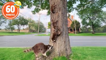 HILARIOUS Baby Raccoons 😂| 1 HOUR of FUNNY Pet Shorts