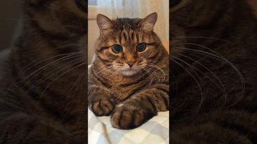 Прекрасный возраст 🤔🙀😉🤣 #cat #кот #юмор #котушка #приколы #цитата