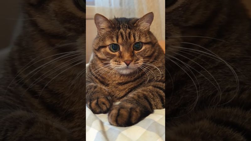 Прекрасный возраст 🤔🙀😉🤣 #cat #кот #юмор #котушка #приколы #цитата