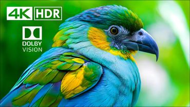 BEST OF Dolby Vision HDR 4K Video ULTRA HD (60 FPS)