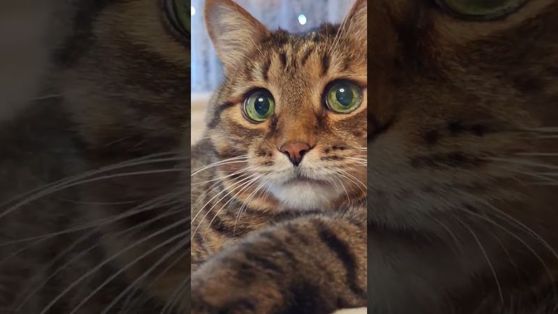 Рыба 🐟🙀😉🤣 #cat #кот #юмор #котушка #приколы #цитаты