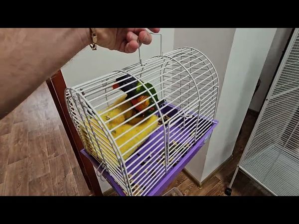 ПРИЕХАЛ КОЛЯ САЙГАК И ЛОРИК