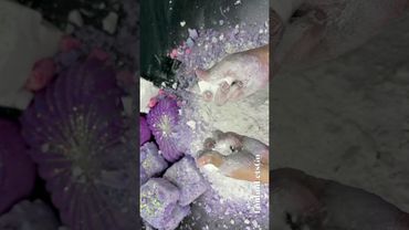 PJ Wod Nation + FunfunLetsgo Bubbly Pasted + Reform Crushing ASMR - part 2