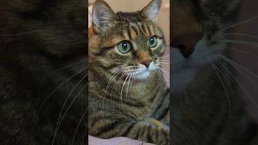 Безрукий 🙀🤔😉🤣 #cat #кот #юмор #котушка #прикол #цитаты