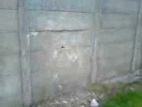 Придурок ломает забор.