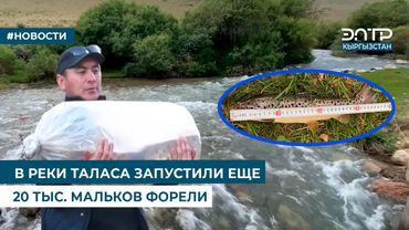В РЕКИ ТАЛАСА ЗАПУСТИЛИ ЕЩЕ 20 ТЫС. МАЛЬКОВ ФОРЕЛИ