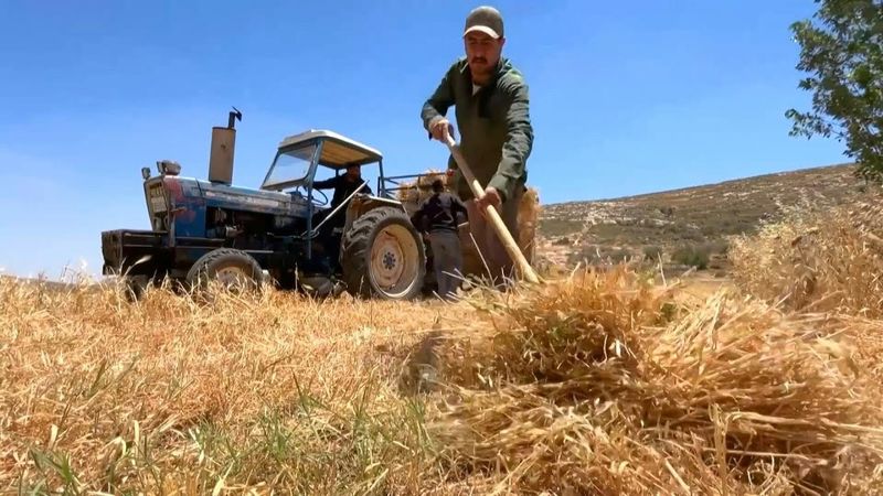West Bank farmers rush to harvest crops amid rising settler arson attacks | AFP