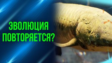 Ученые не поверили, когда вскрыли эту рыбу