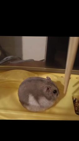 I think my dumpling’s broken #hamster #groundsquirrel #fyp #PetsOfTik...
