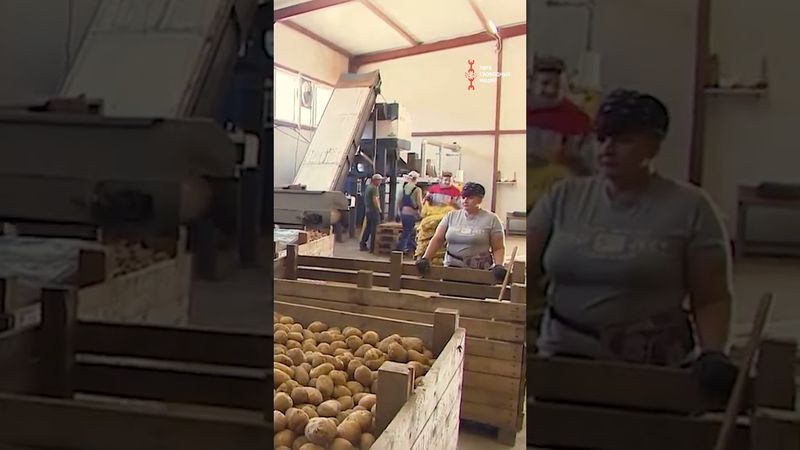 Цены на картофель взлетели в космос