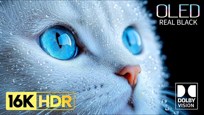 REAL OLED TEST Demo | 16K HDR 120 FPS | Dolby Vision