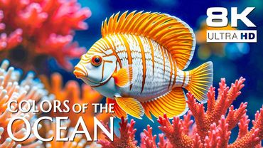 Waves of Serenity 8K ULTRA HD – Soothing Views of Underwater Wonders