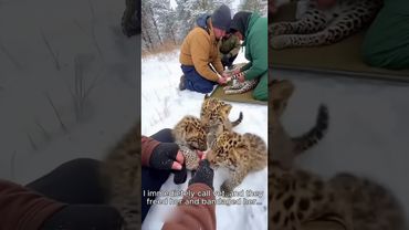 Baby Leopards Came To My House For Their Mother #leopard #rescue #cubs #shorts