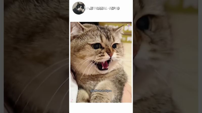 #funny #meowmeowapp #catfunny #cat #catvideos #pets #funnycatvideos #mycatchannel #animals #memes