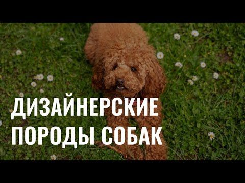 Дизайнерские породы собак: зачем и какие риски?