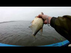 БЫВАЕТ И ТАКОЕ! ЛОВЛЯ ЛЕЩА С ЛОДКИ.верхняя ВОЛГА.