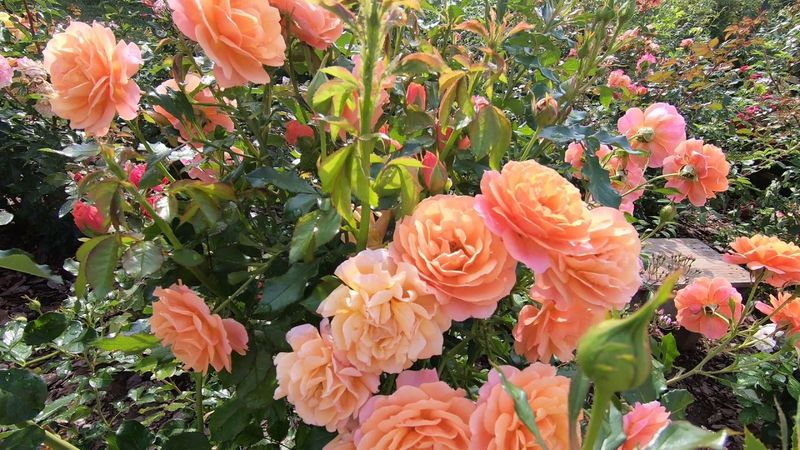 Роза шраб Ламбада   Lambada (новинка 2014 г.)